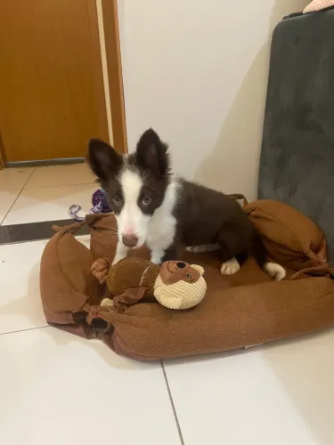Border collie 7 meses 