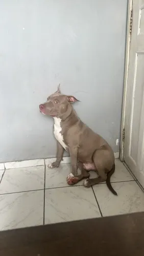 Pitmoster disponível pra cruzar