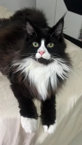 Filhote Gato Maine coon 