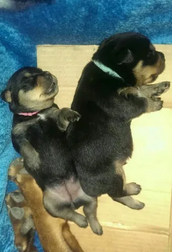 Rottweiler Doguinho esperando pela família certa