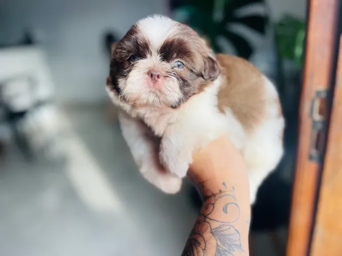 Maravilhoso macho mini shih tzu chocolate