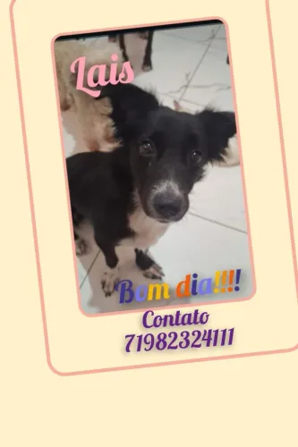 Adote Laís 