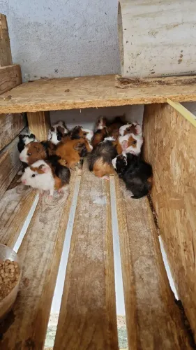 Porquinho da Índia filhotes