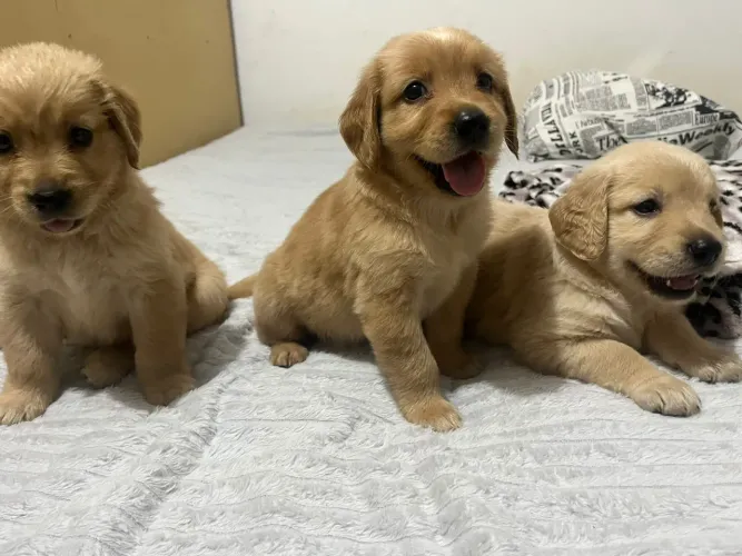Golden retriever 