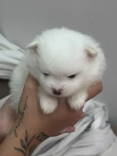 LULU DA POMERÂNIA - MACHO E FÊMEA