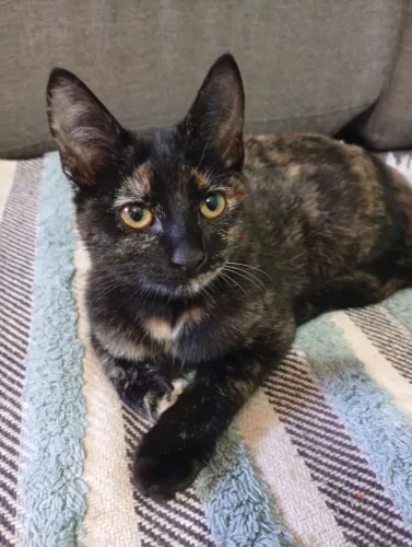 Gato doação 