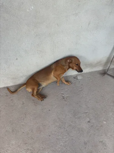 Adoção fêmea Basset