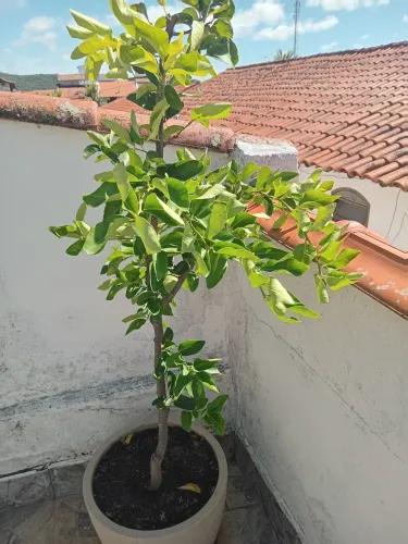 Limão taiti enxertado sem caroço 
