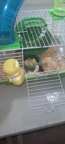 Hamster-chinês