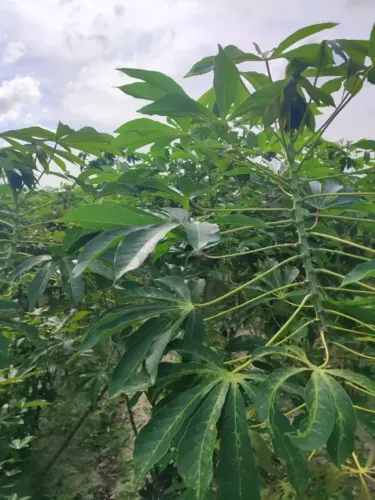 Excelente Fazenda com 80 hectares na região de Macaíba próximo a Vera cruz