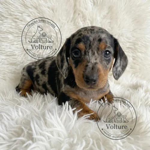 Basset dachshund filhotes lindos e vacinados