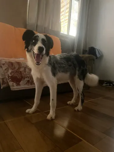 Cachorro 