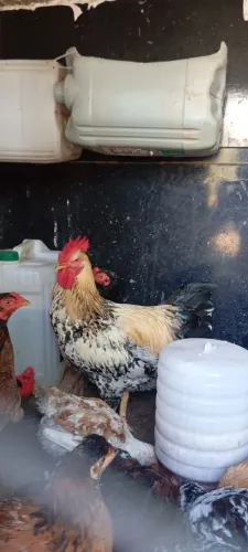 Frango GSB 169