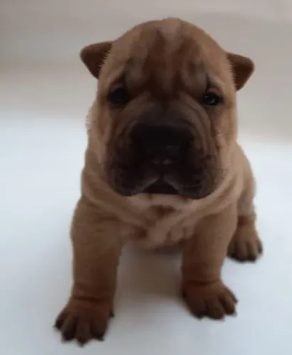 Filhote de Sharpei