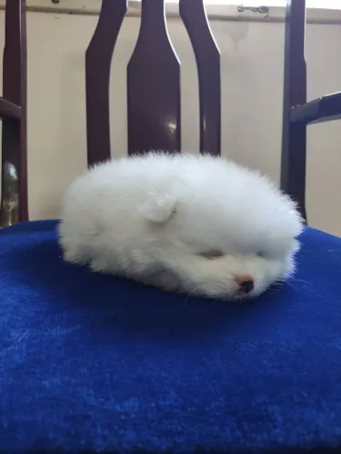 Filhote fêmia de Spitz Alemão anão branca