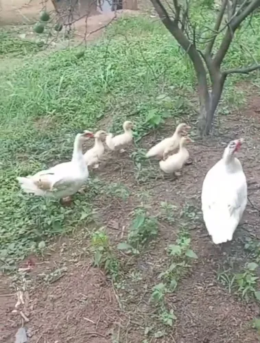 Vende-se pato 