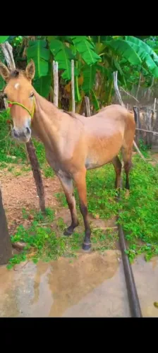 Vendo poldra 01 ano