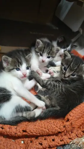FILHOTINHOS DE GATO