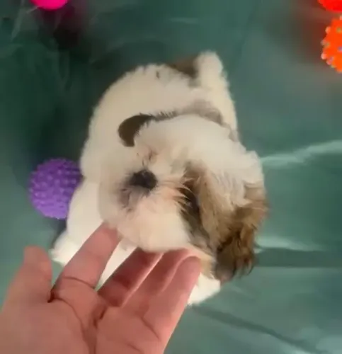 Shih tzu filhote lindo e vacinado disponivel