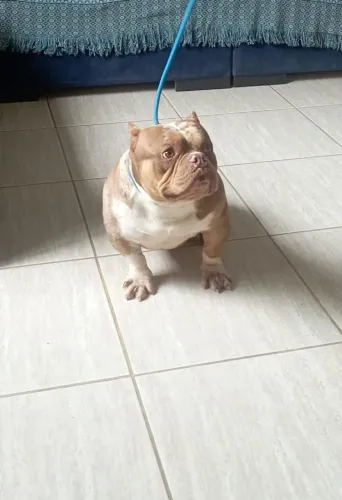 American Bully