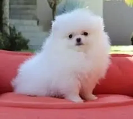 Spitz Alemão Um sorriso cercado por muita fofura.