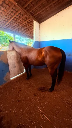 Cavalo PO de direita