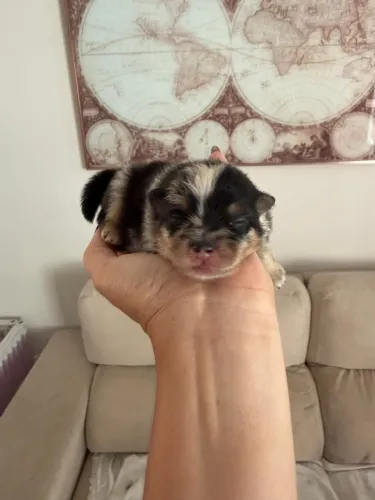 Lulu da pomerania Merle