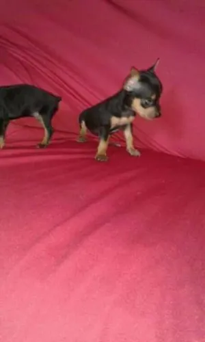Pinscher 00