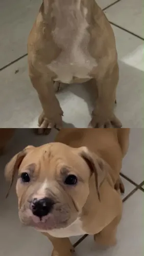 Filhotes de Pitbull