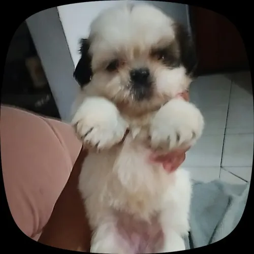 Shitzu