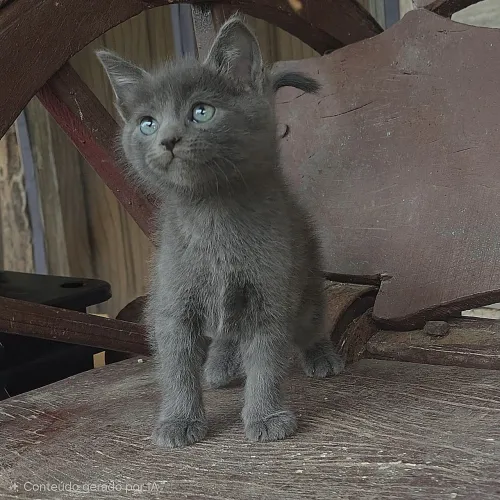 Russian Blue macho filhote