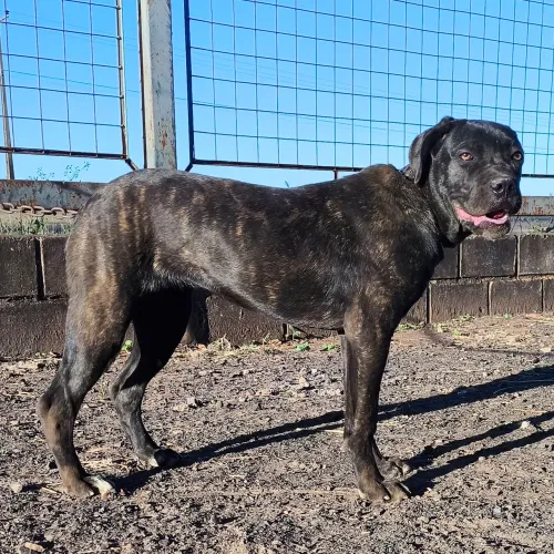 CANE CORSO Fêmea com Pedigree Excelente