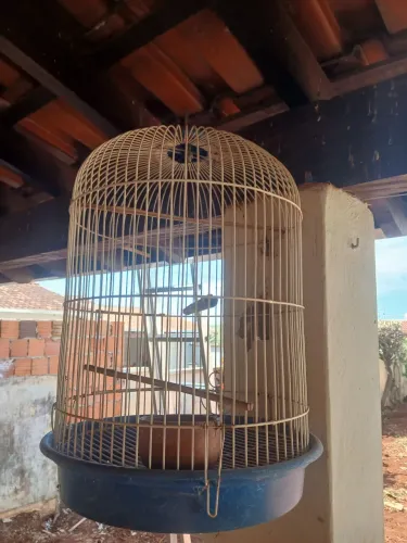 Vendo gaiolas de ferro