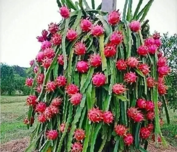 Mudas de pitaya polpa vermelha 