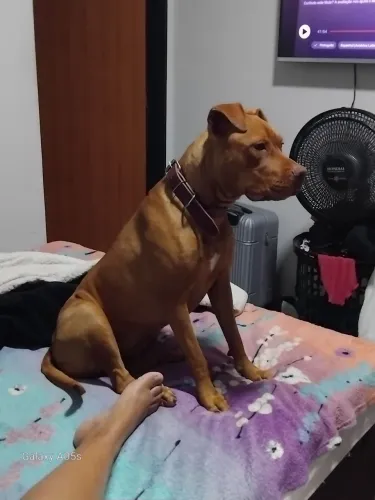 Procura-se um namorado