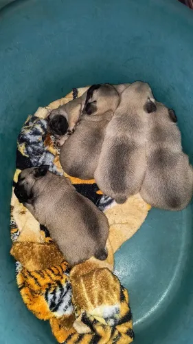 Filhotes de Pug