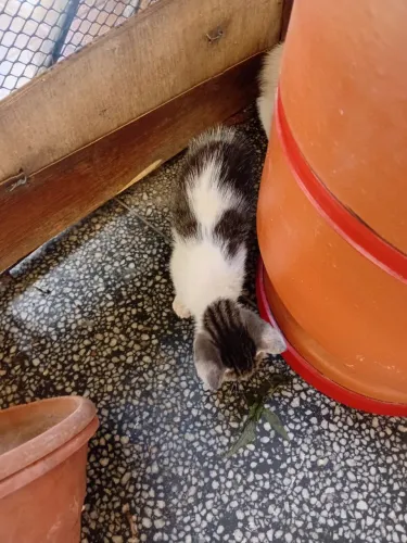 Gatinhos para adoção responsável 