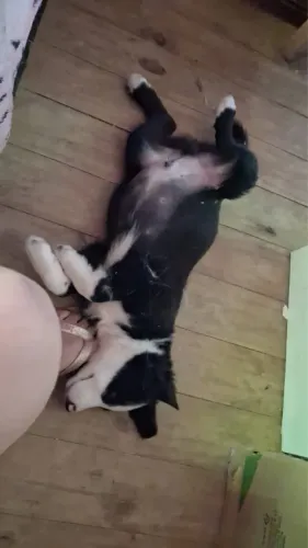 Border Collie