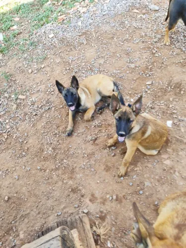 FILHOTES PASTOR MALINOIS