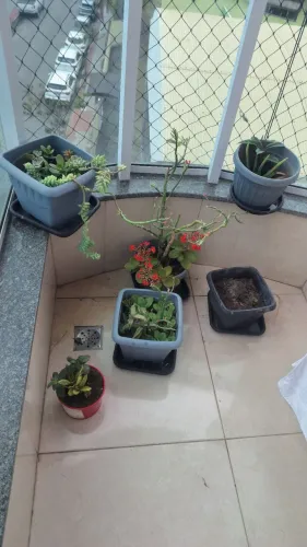 Plantas e um vazo para plantar.