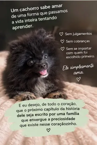 Lulu da Pomerania- Spitz Alemão Anão- Ursinho- Baby Face- Black And Tan