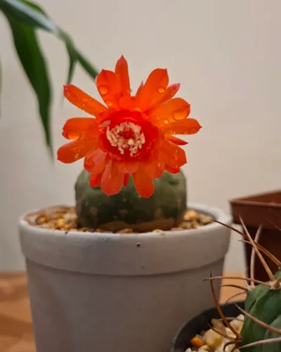 10 Sementes da matucana