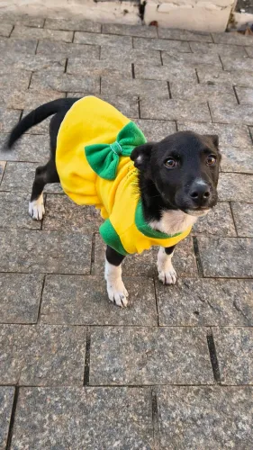 Cachorra fêmea aproximadamente 4 meses