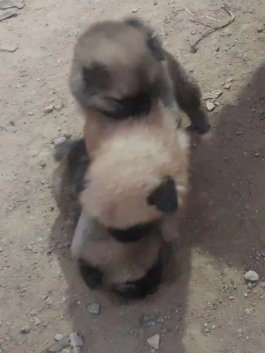 Filhotes de Chow Chow