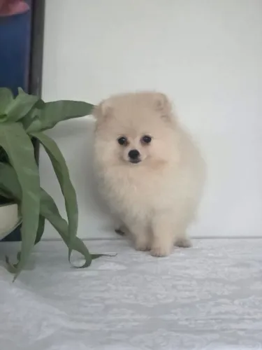 Lindos filhotes de Lulu da Pomerânea brancos