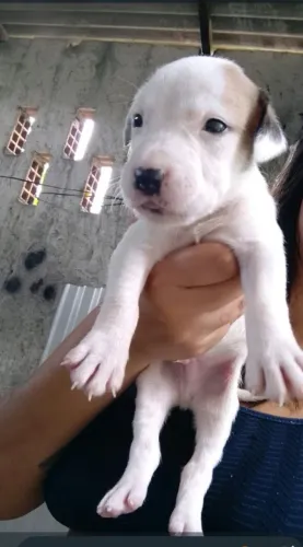 PitBull não puro