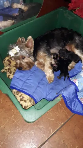 Filhotes Machos de Porte Pequeno. (Aceito cartão)
