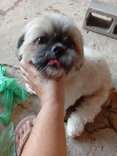 Vendo duas fêmeas