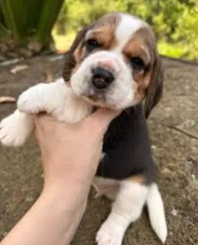 Beagle Filhotes Miniaturas Premium. 