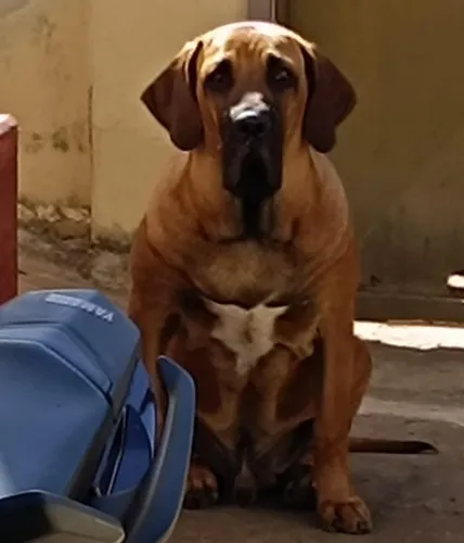Filhote jovem de Fila Brasileiro 7 meses